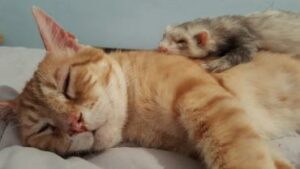 2018_Glückskatzen_045